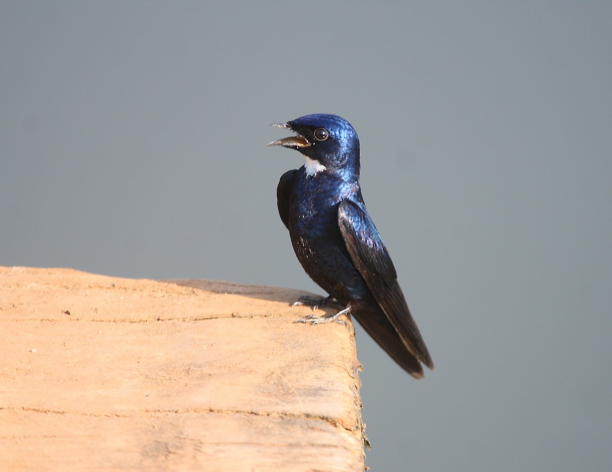 White-throated Blue Swallow - ML611904572