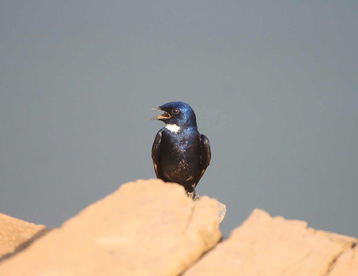 White-throated Blue Swallow - ML611904576