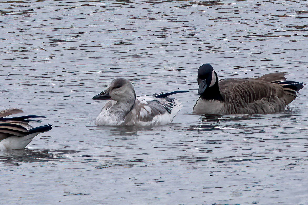 eBird Checklist - 5 Dec 2023 - Patterson Pond (41.5561,-81.3259) - 2 ...