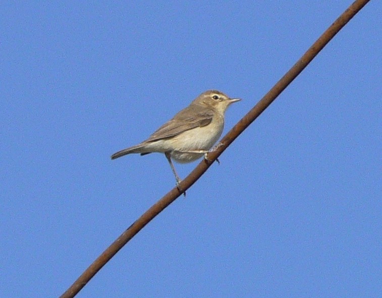 Booted Warbler - ML611904635