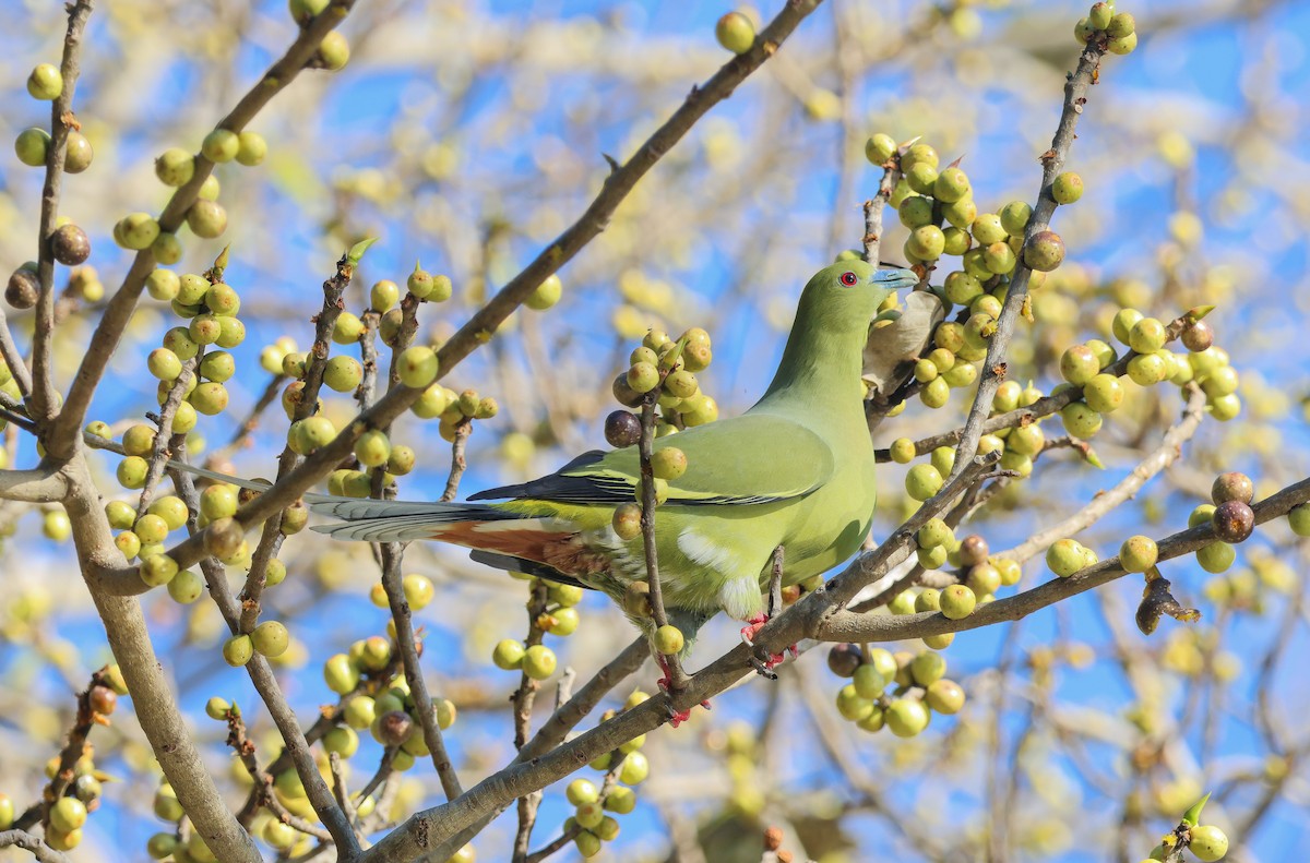 Pin-tailed Green-Pigeon - Krit Adirek