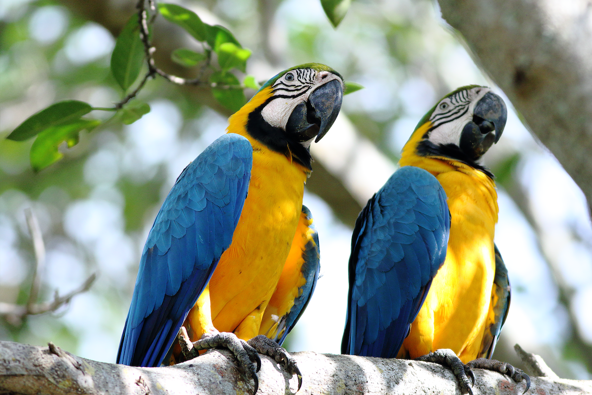 Blue-and-yellow Macaw - ML611905015