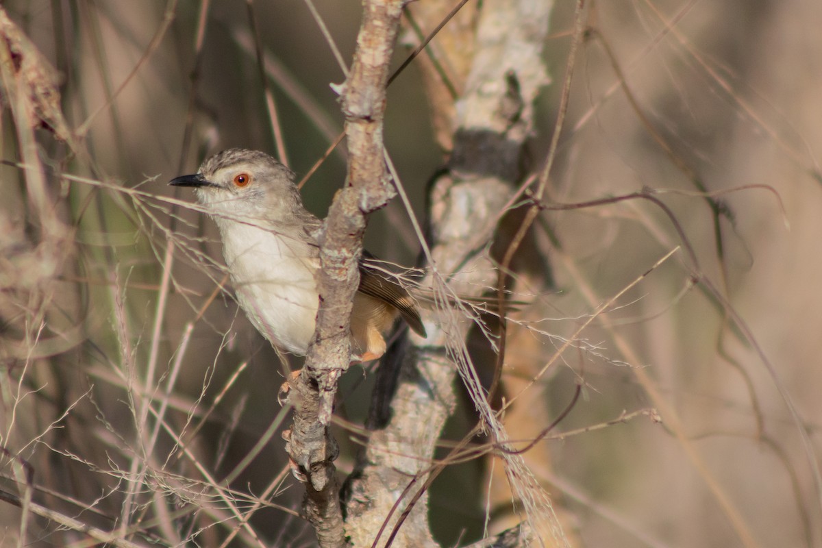 Tawny-flanked Prinia - ML611905027