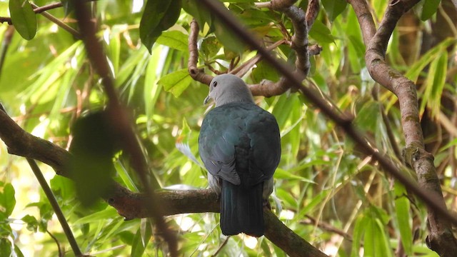 Green Imperial-Pigeon - ML611905041