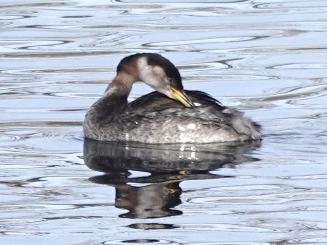 Red-necked Grebe - ML611905165