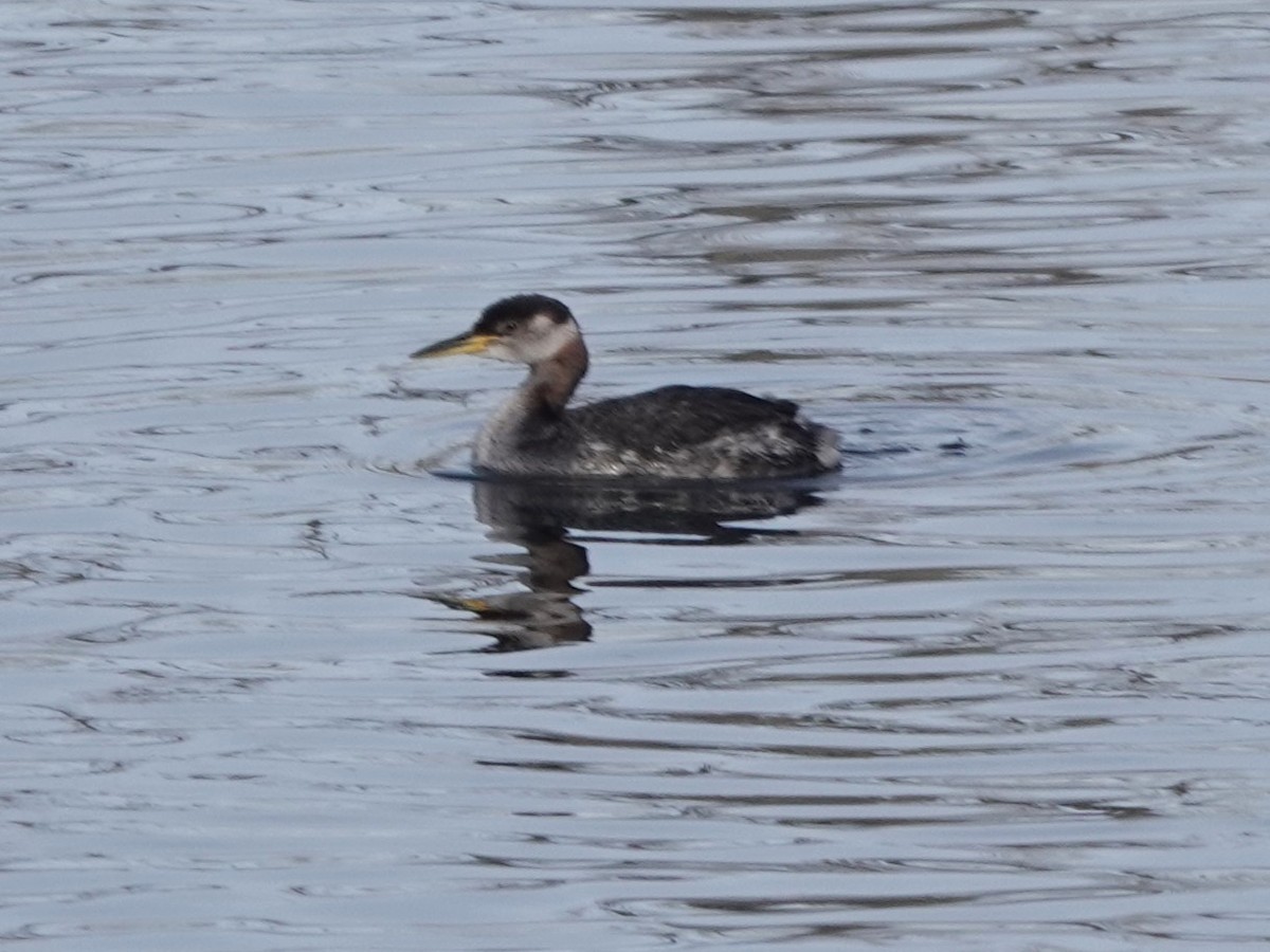 Red-necked Grebe - ML611905166