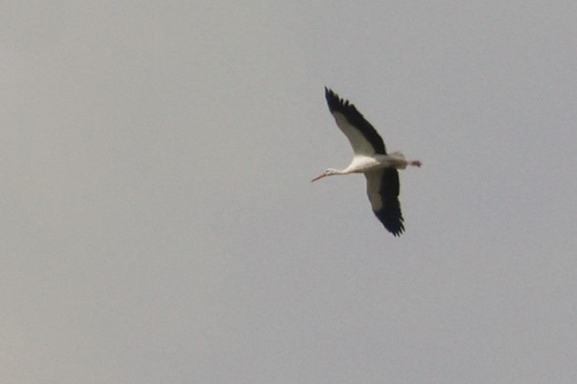Cigogne blanche - ML611905377