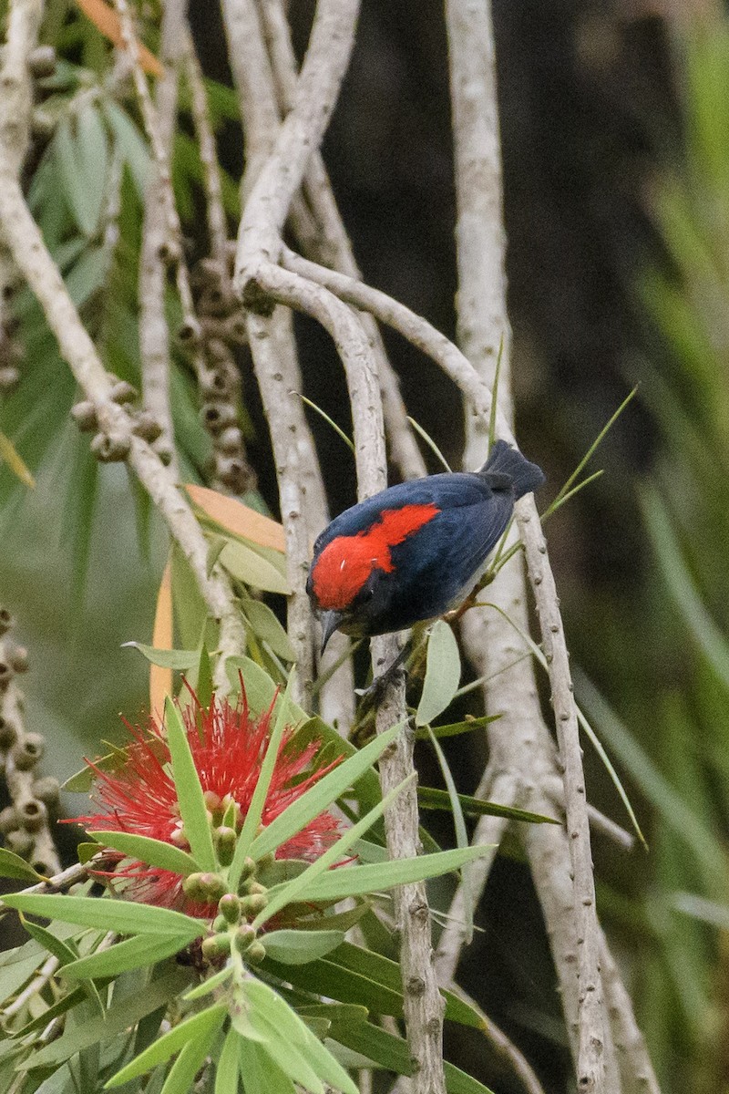 Scarlet-backed Flowerpecker - ML611905478