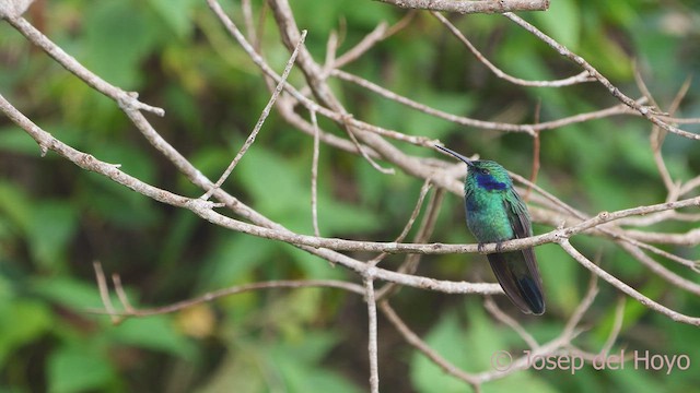 kolibřík modrouchý (ssp. cyanotus/crissalis) - ML611905516