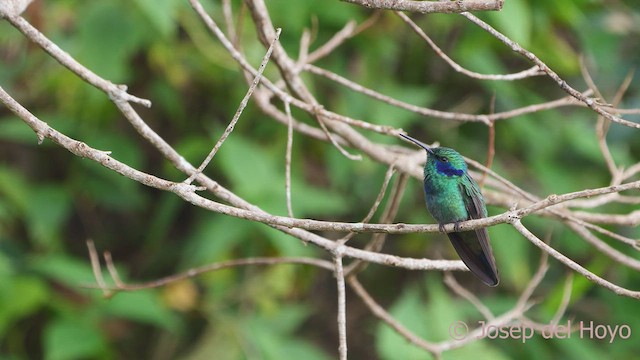 kolibřík modrouchý (ssp. cyanotus/crissalis) - ML611905609