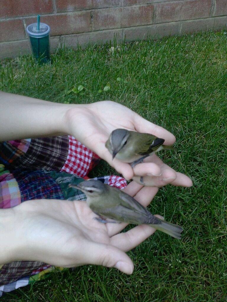 Red-eyed Vireo - ML611905938