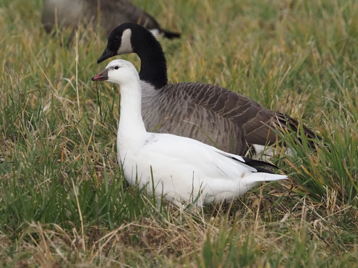 eBird Checklist 5 Dec 2023 Frying Pan Farm Park 39 species