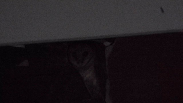 Andaman Masked-Owl - ML611906273