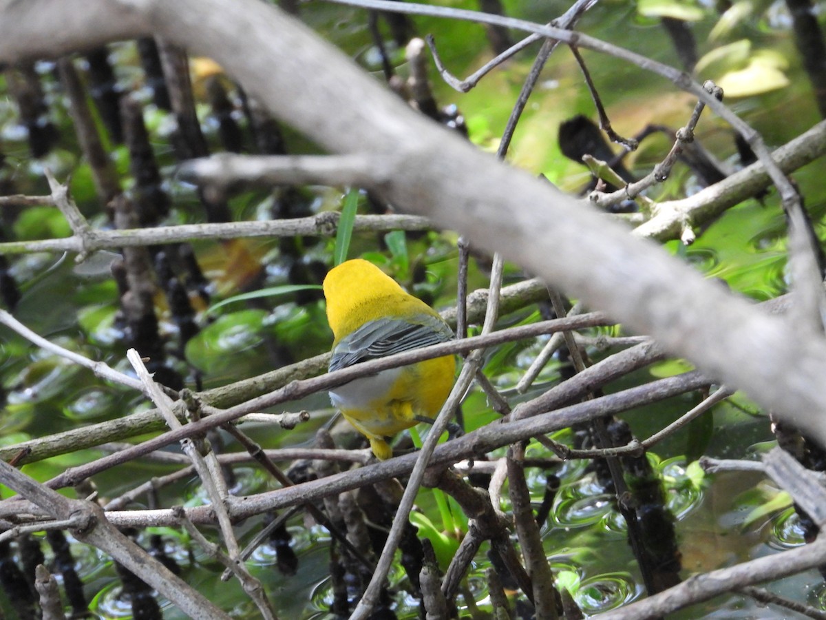 Prothonotary Warbler - ML611906320