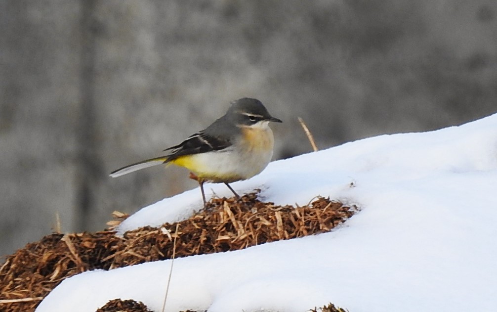 Gray Wagtail - ML611906641