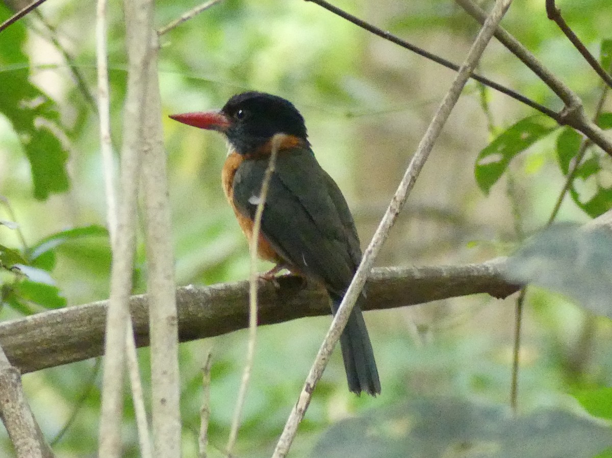 Green-backed Kingfisher (Black-headed) - ML611906672