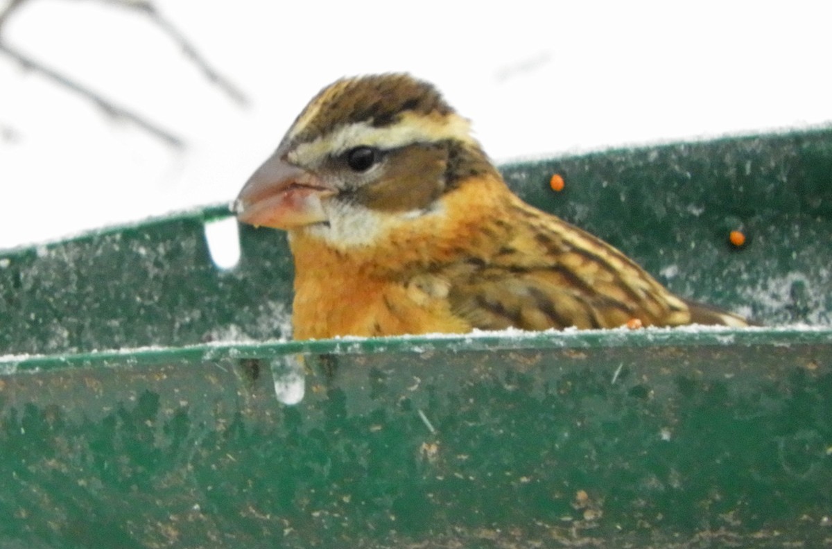 eBird Checklist 5 Dec 2023 5 Kensington Crt, Halifax CANS 44.69412