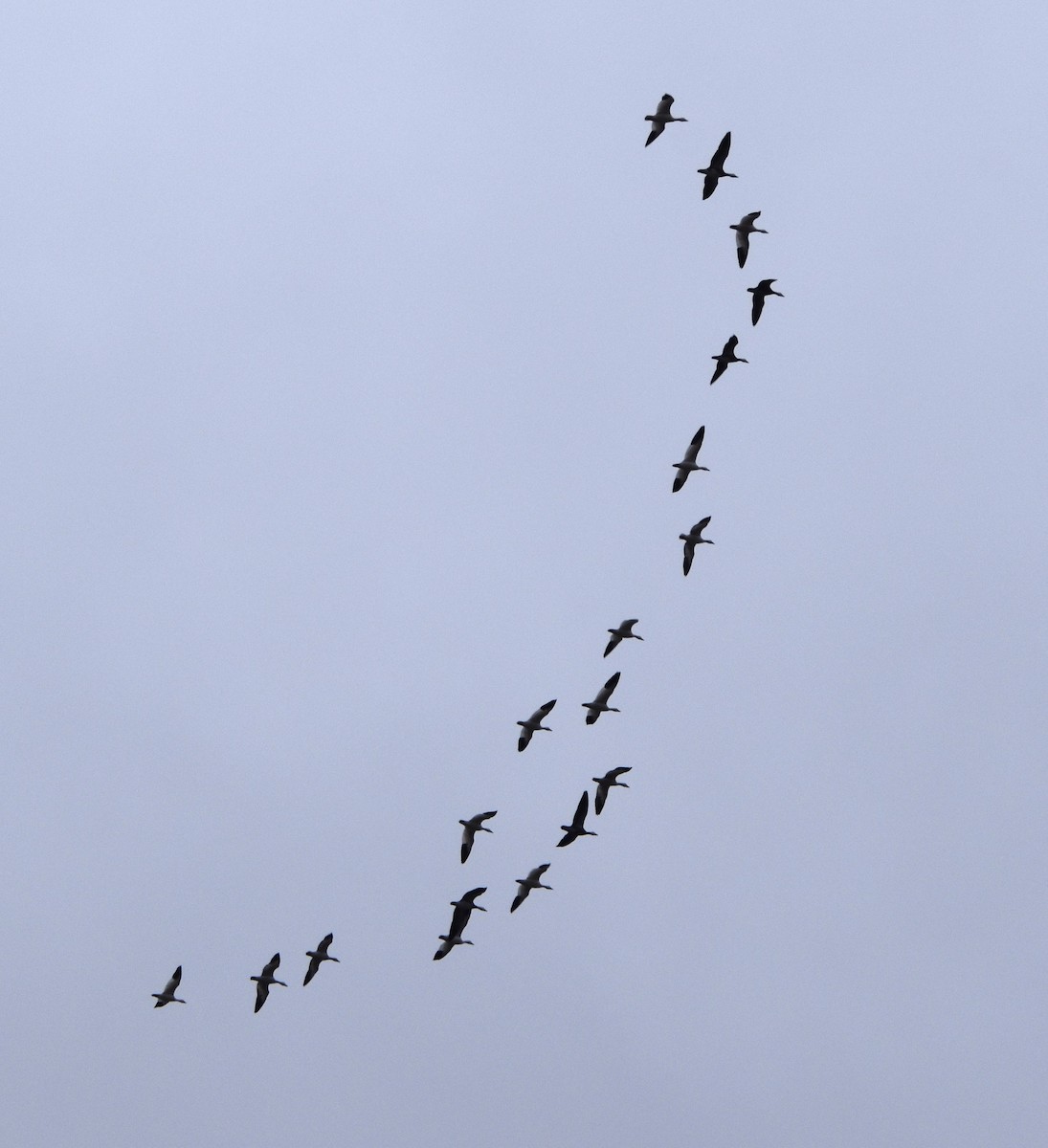 eBird Checklist 5 Dec 2023 Lizton Rest Area, I74 Eastbound or