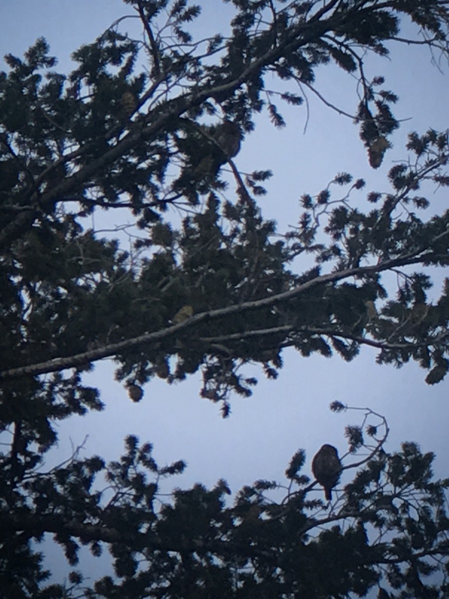 Dağ Serçe Baykuşu [californicum grubu] - ML611907005