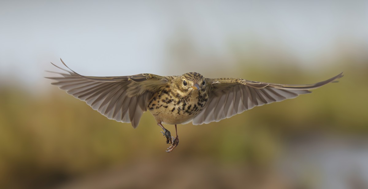 Meadow Pipit - ML611907349