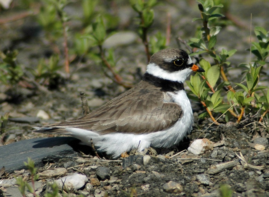 Semipalmated Plover - ML611907458