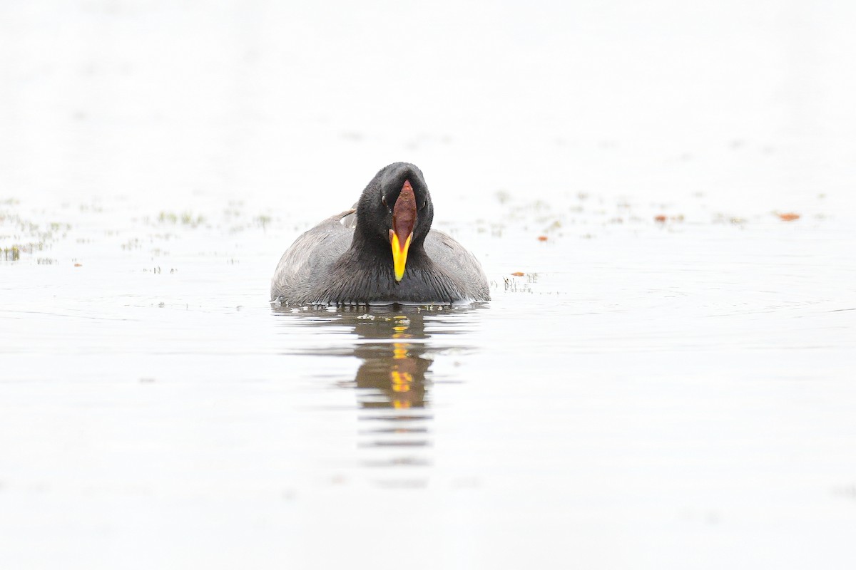 Red-fronted Coot - ML611907928