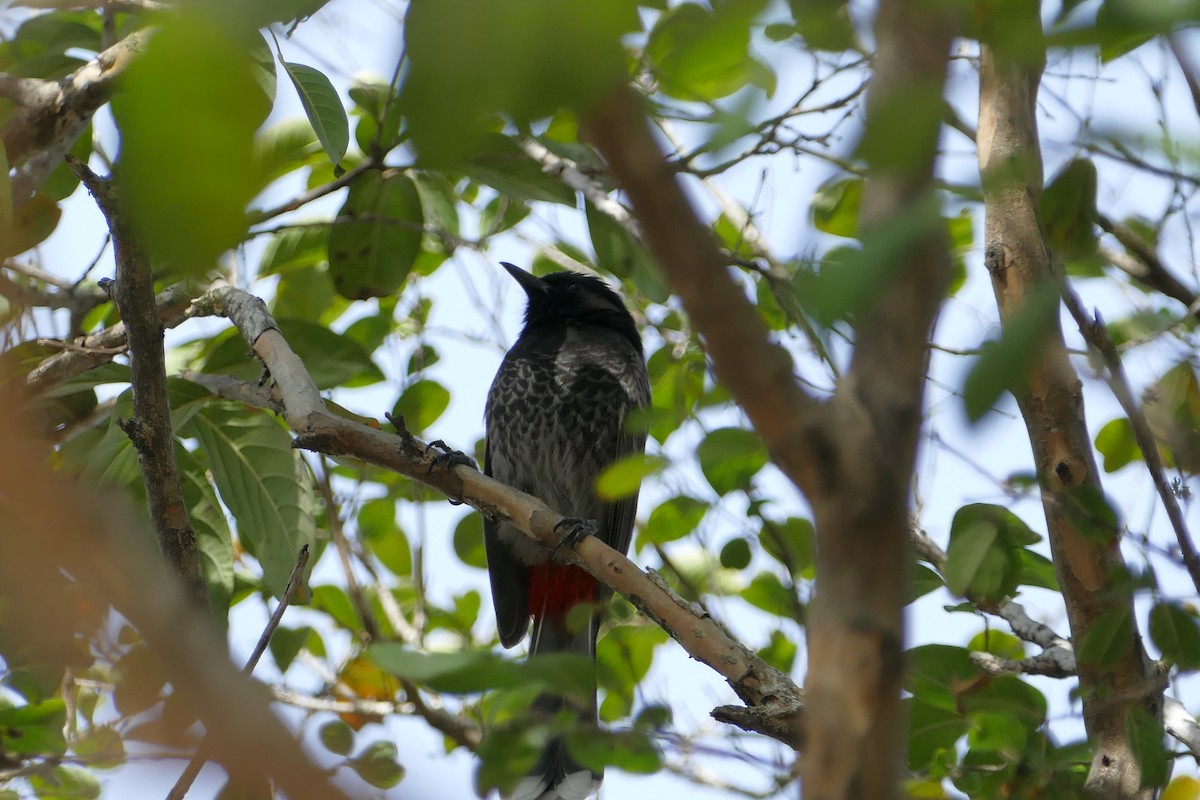 Red-vented Bulbul - ML611907932