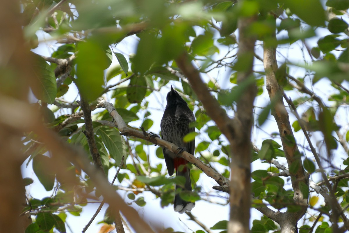Red-vented Bulbul - ML611907948