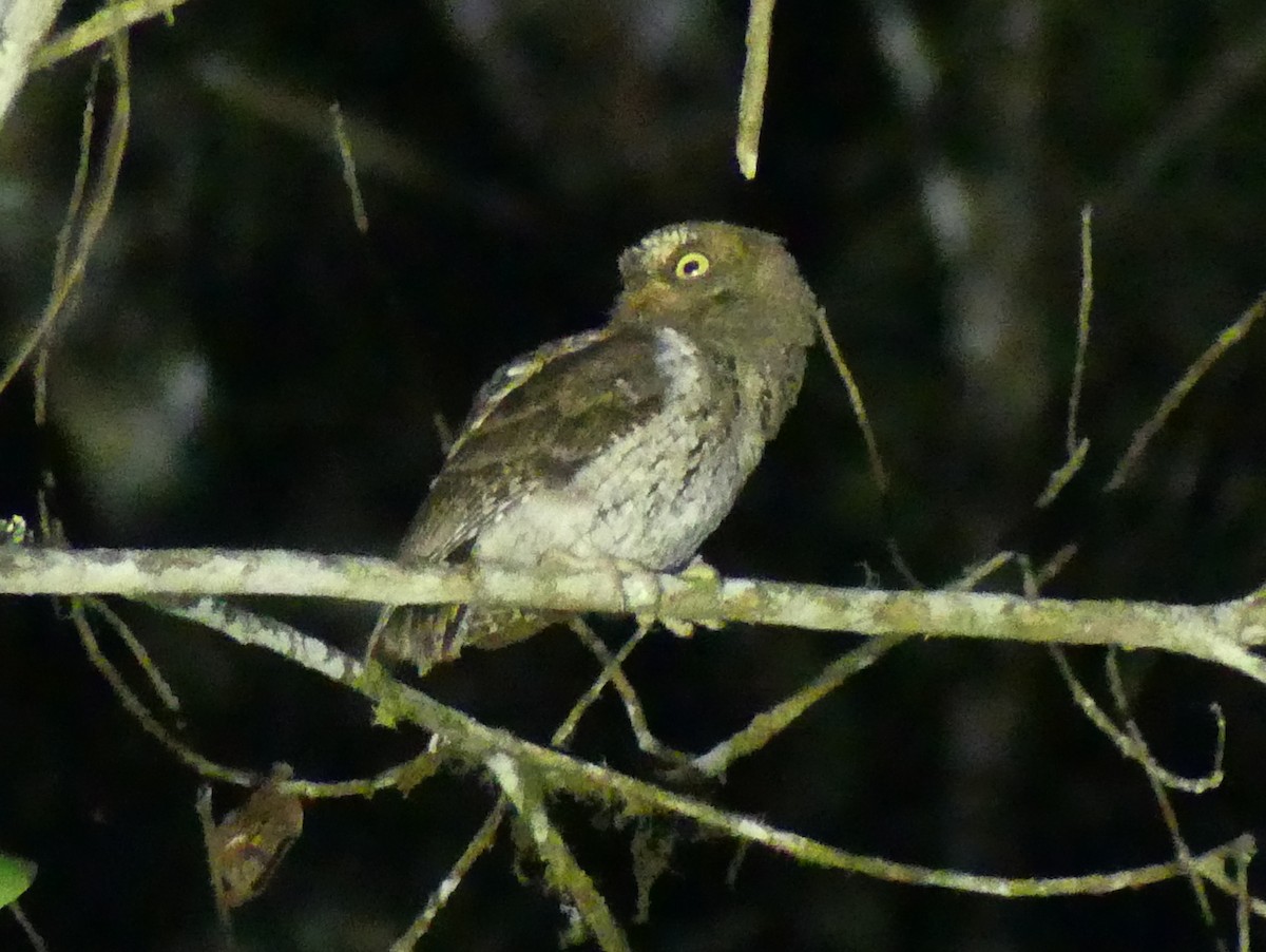 Sulawesi Scops-Owl - Peter Yendle