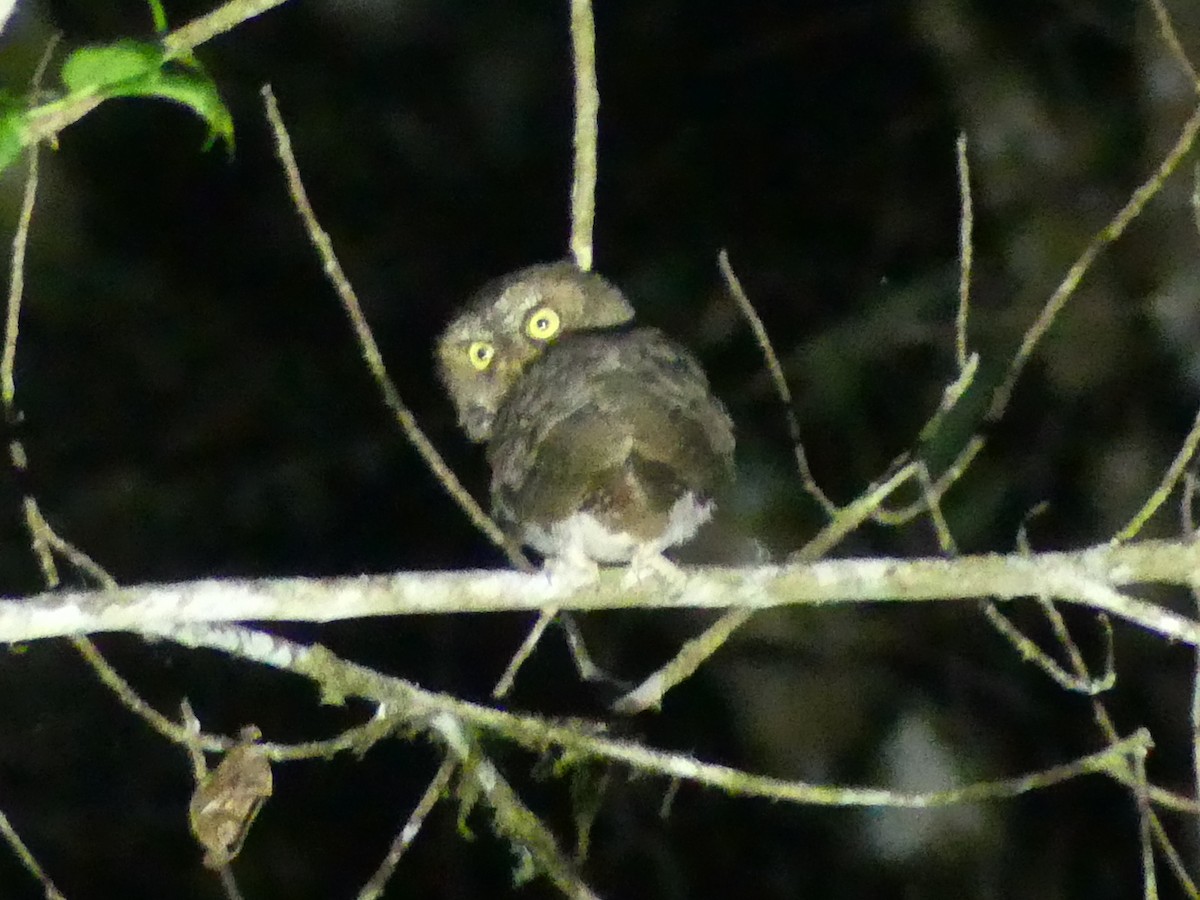 Sulawesi Scops-Owl - Peter Yendle