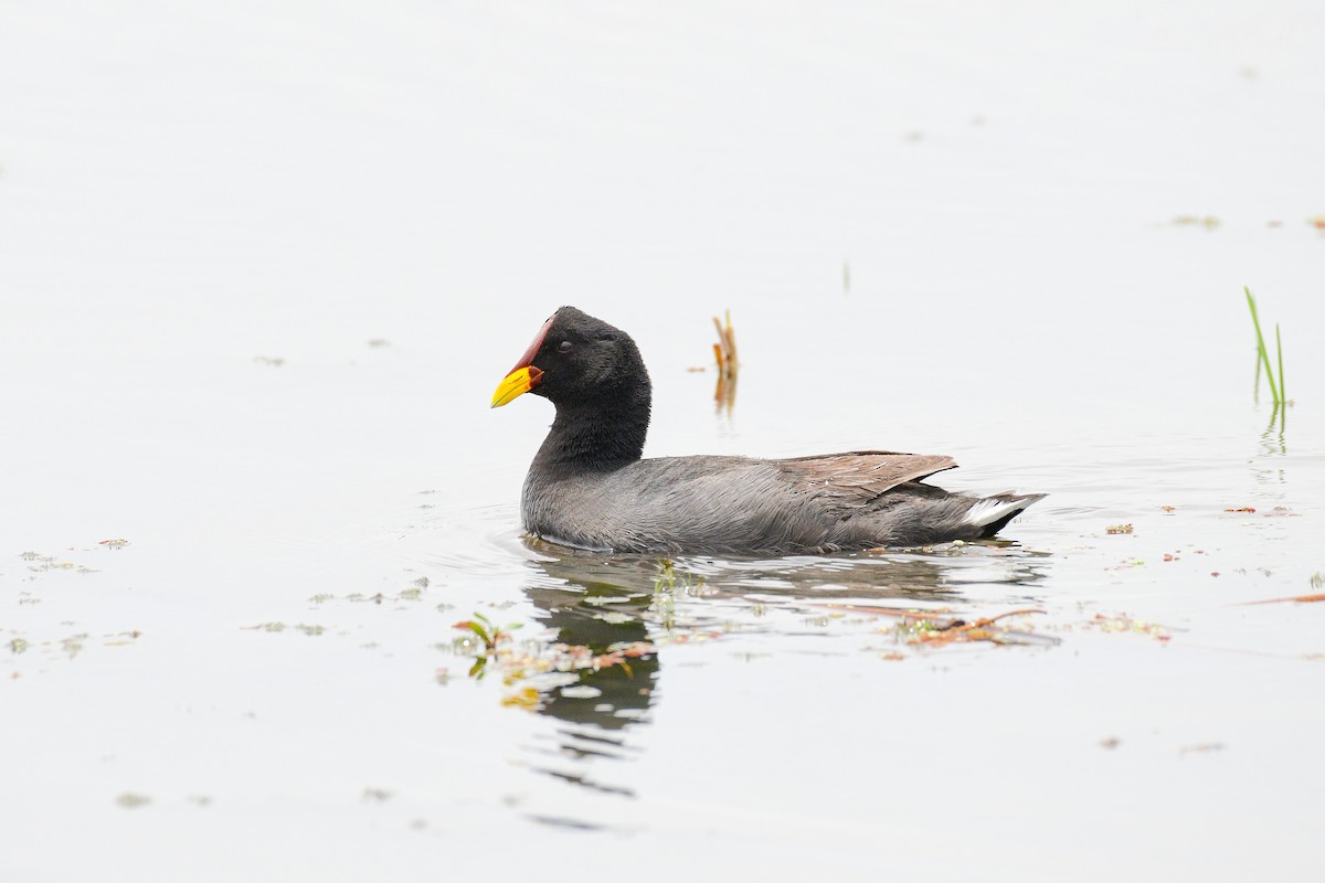 Red-fronted Coot - ML611908006