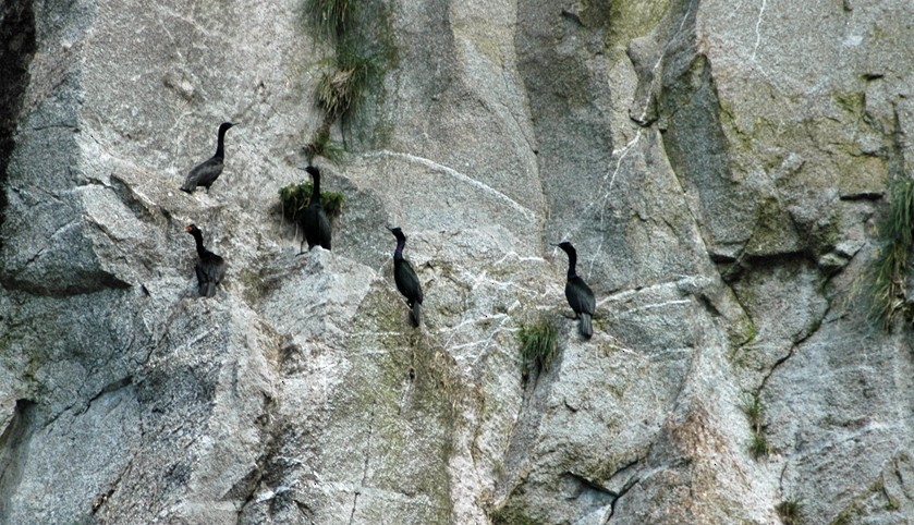 Red-faced Cormorant - ML611908085