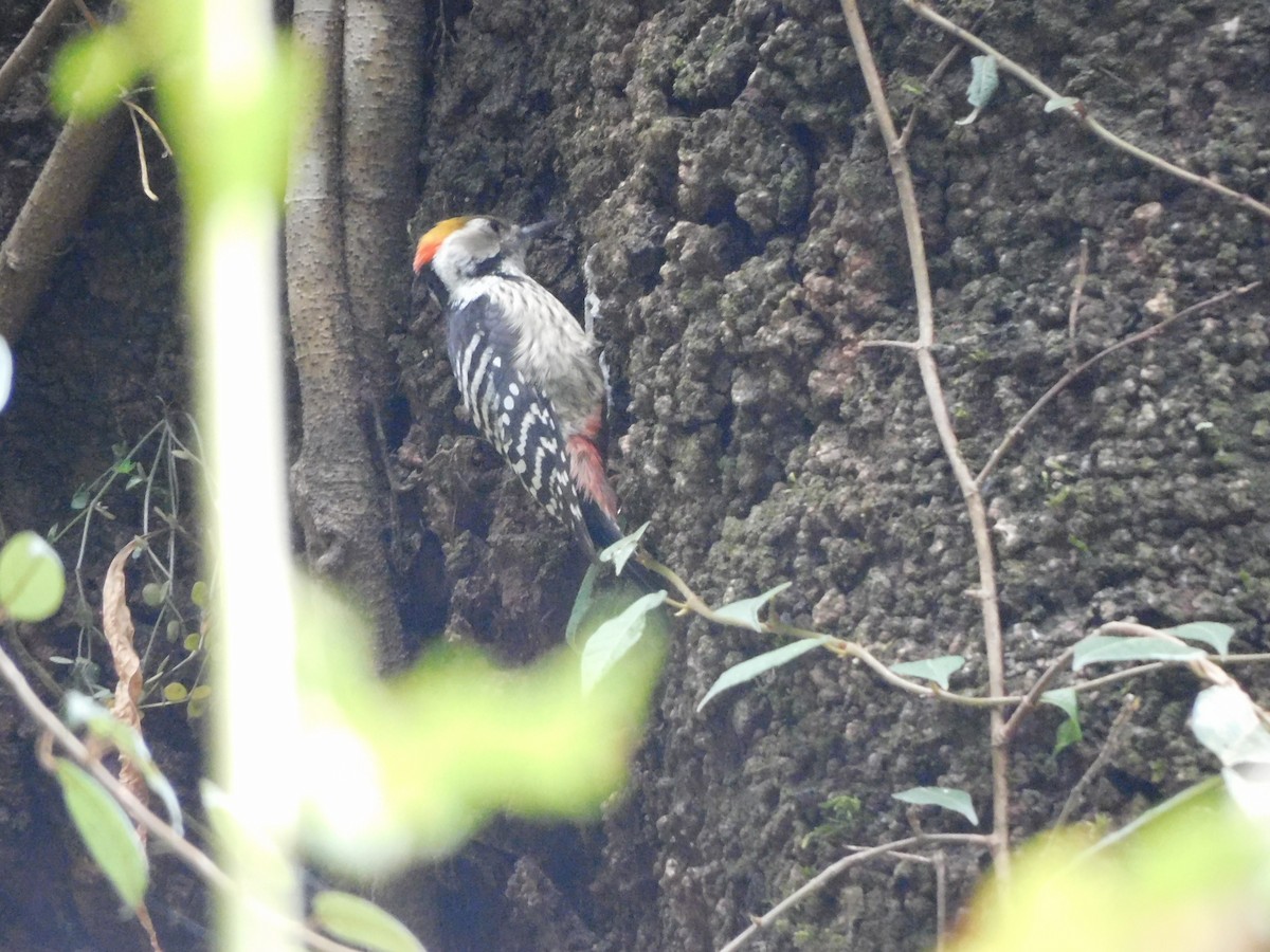 Brown-fronted Woodpecker - ML611908136