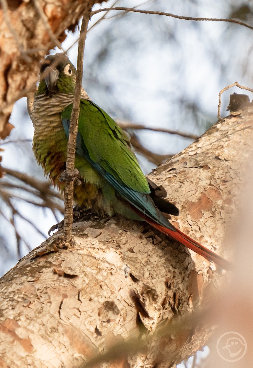 Green-cheeked Parakeet - ML611908152