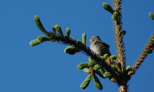 White-crowned Sparrow - ML611908259