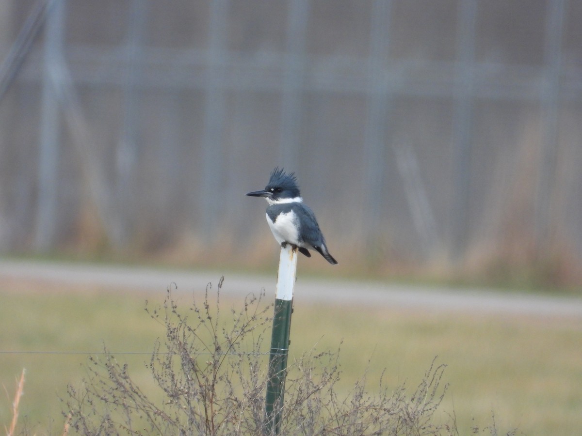 Belted Kingfisher - ML611908370