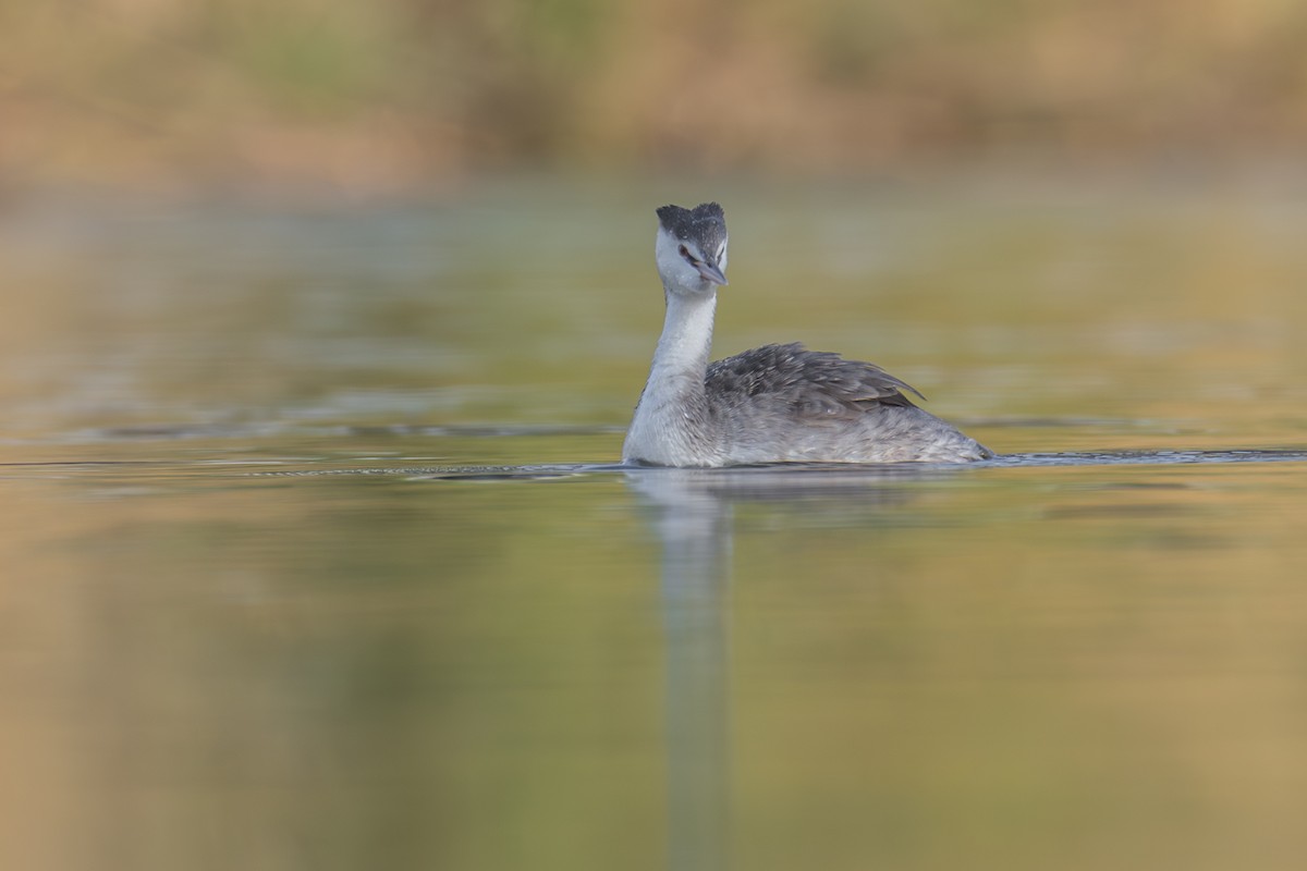 Great Crested Grebe - ML611908432
