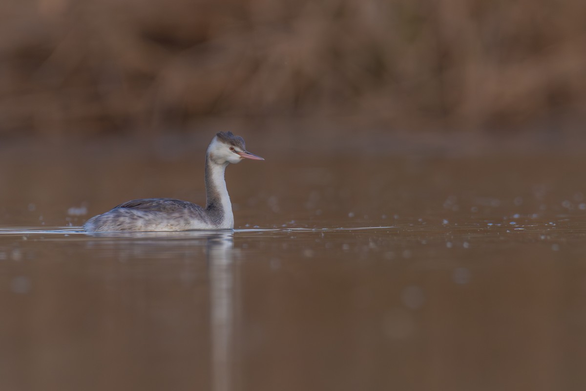 Great Crested Grebe - ML611908437