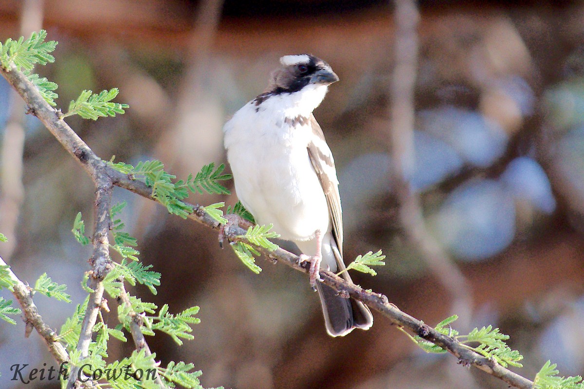White-browed Sparrow-Weaver - ML611908620