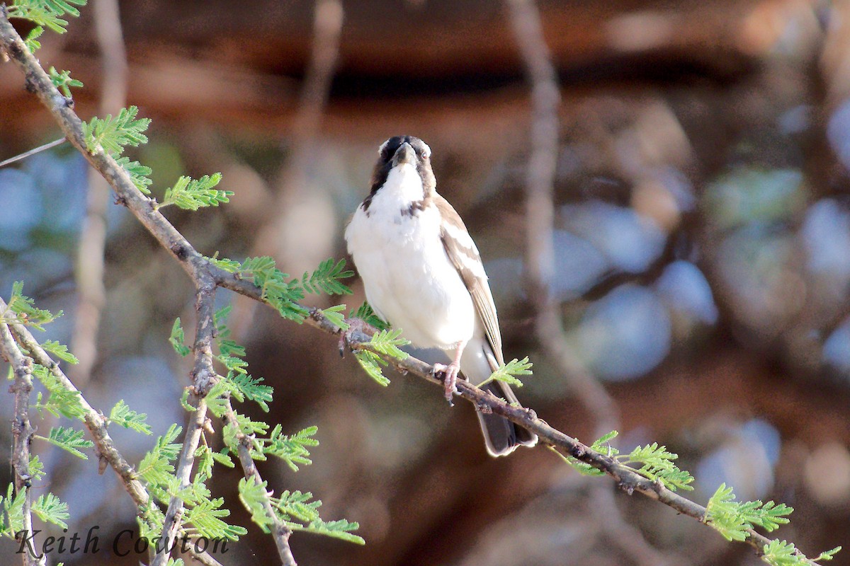 White-browed Sparrow-Weaver - ML611908636