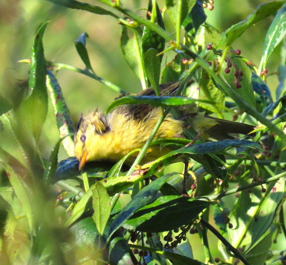 Tickell's Leaf Warbler (Tickell's) - ML611908853
