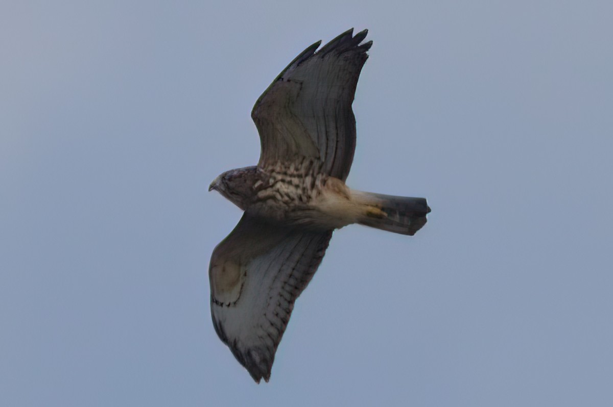 Broad-winged Hawk - ML611908877