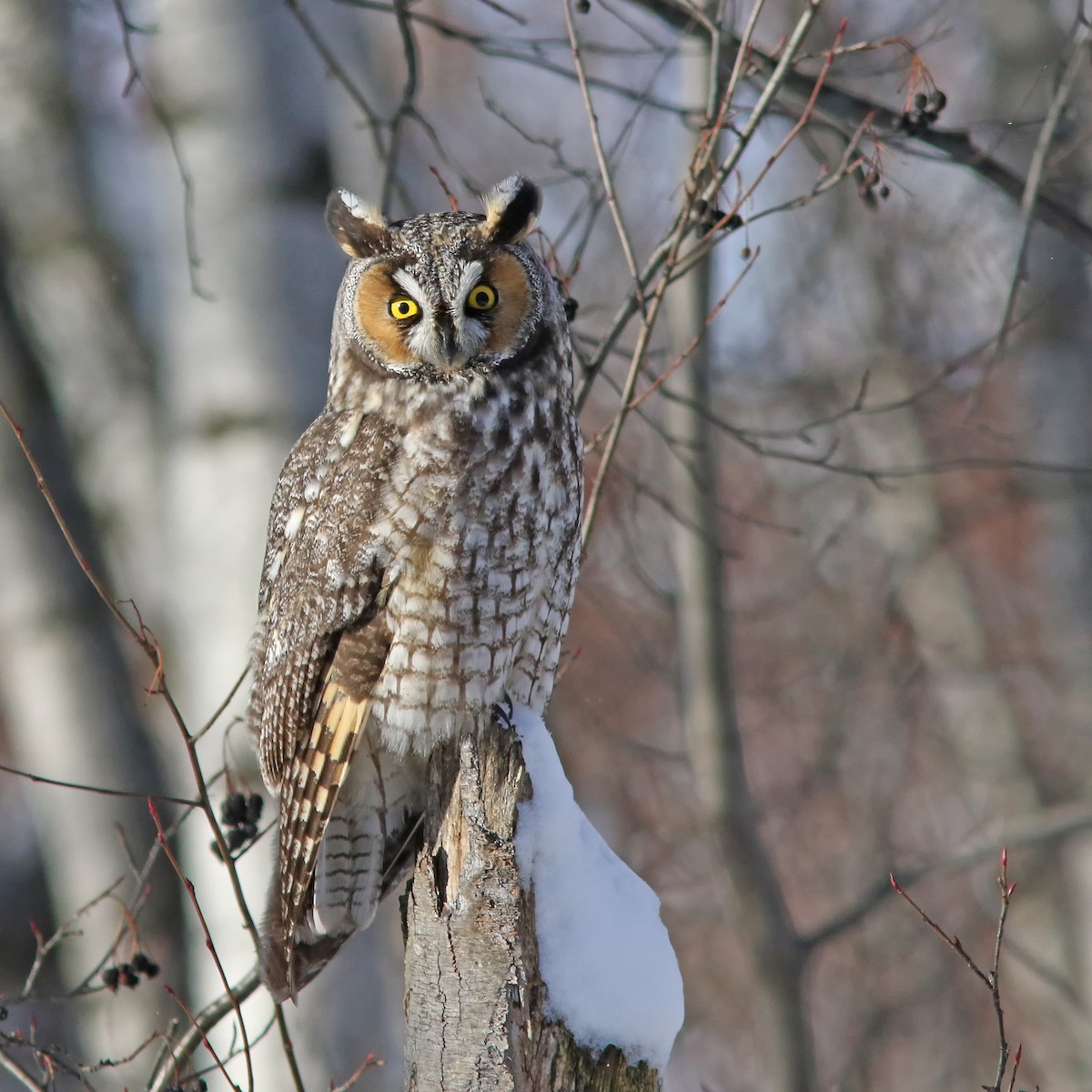 Long-eared Owl - ML611909018