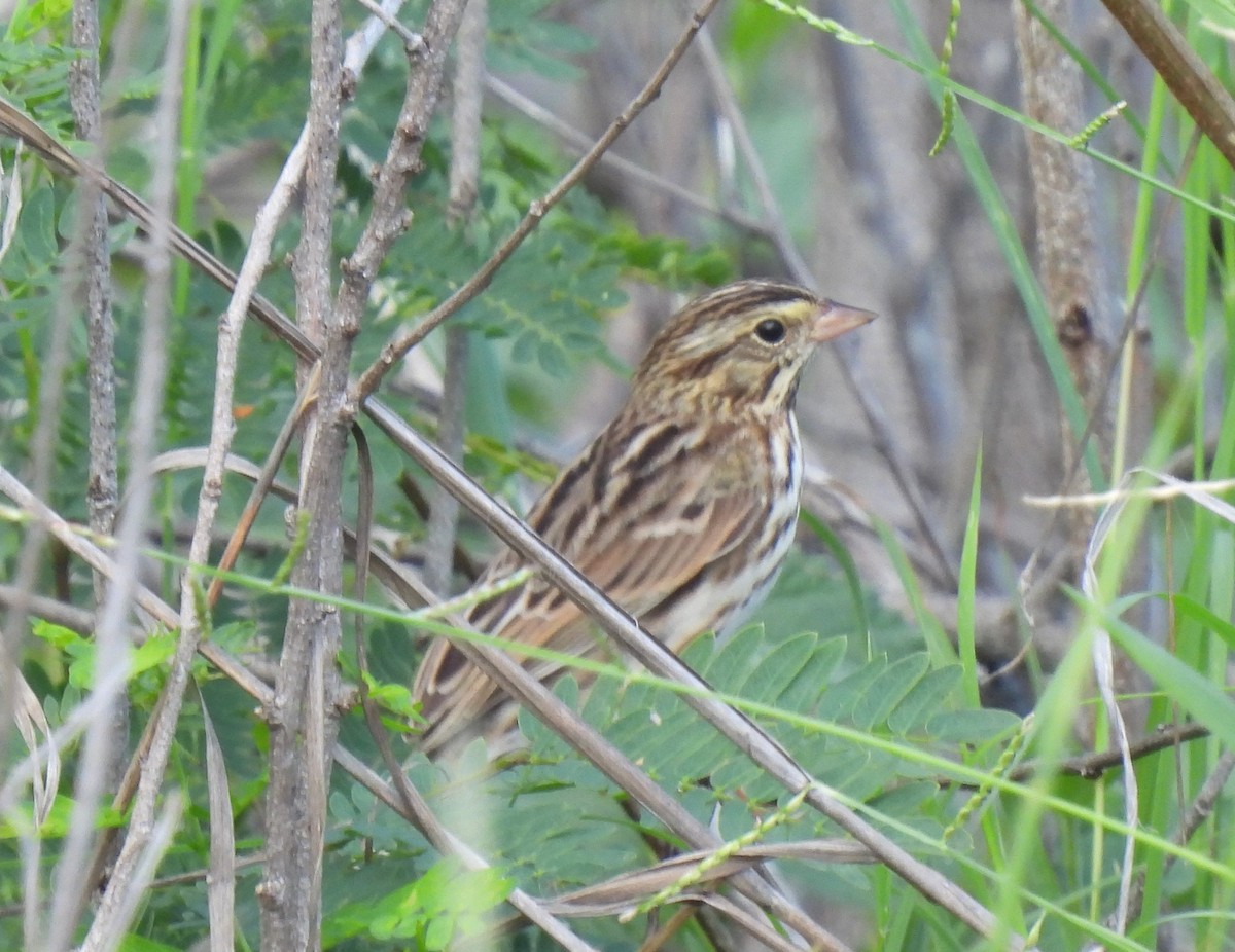 Savannah Sparrow - ML611909107
