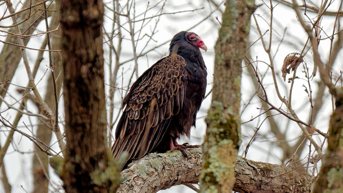 Turkey Vulture - ML611909138