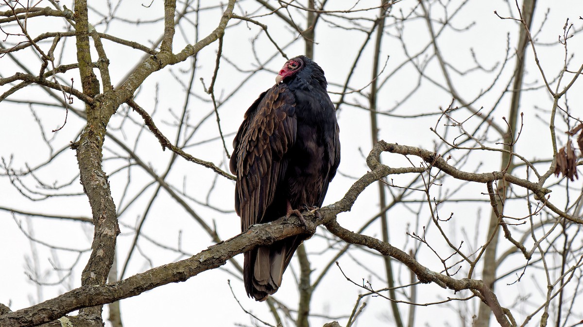 Turkey Vulture - ML611909139