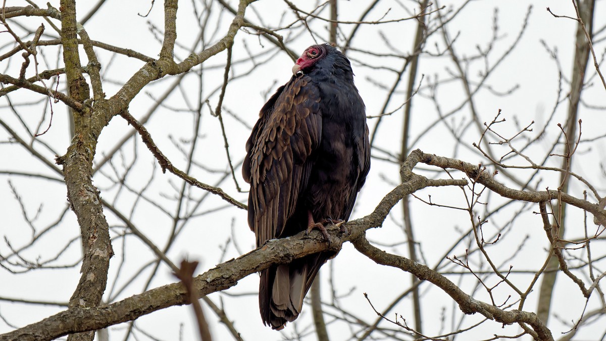 Turkey Vulture - ML611909140