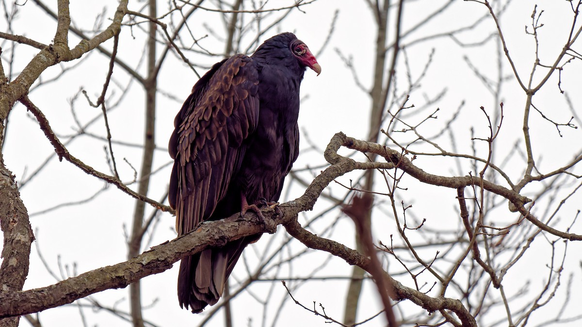 Turkey Vulture - ML611909141