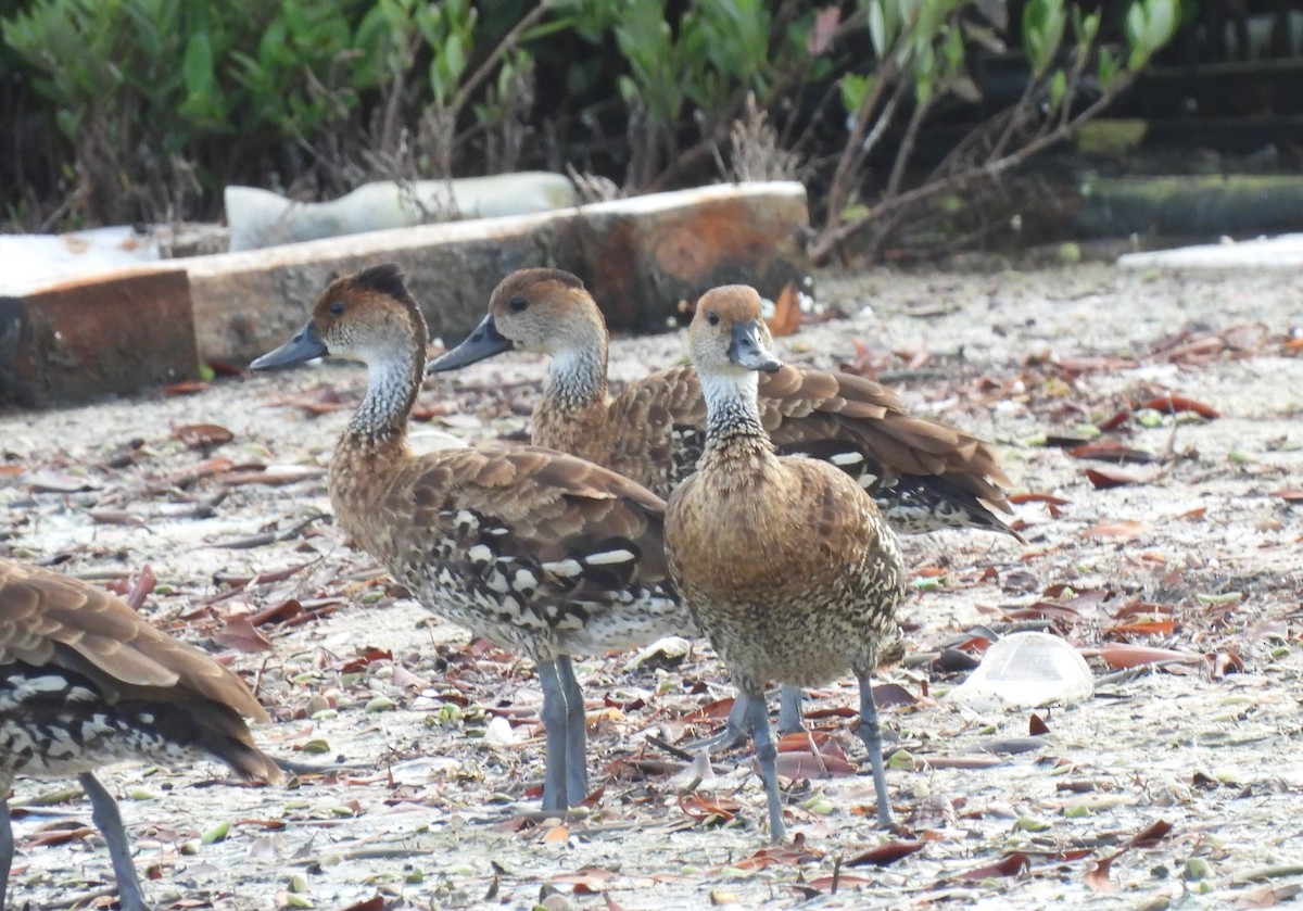 West Indian Whistling-Duck - ML611909146
