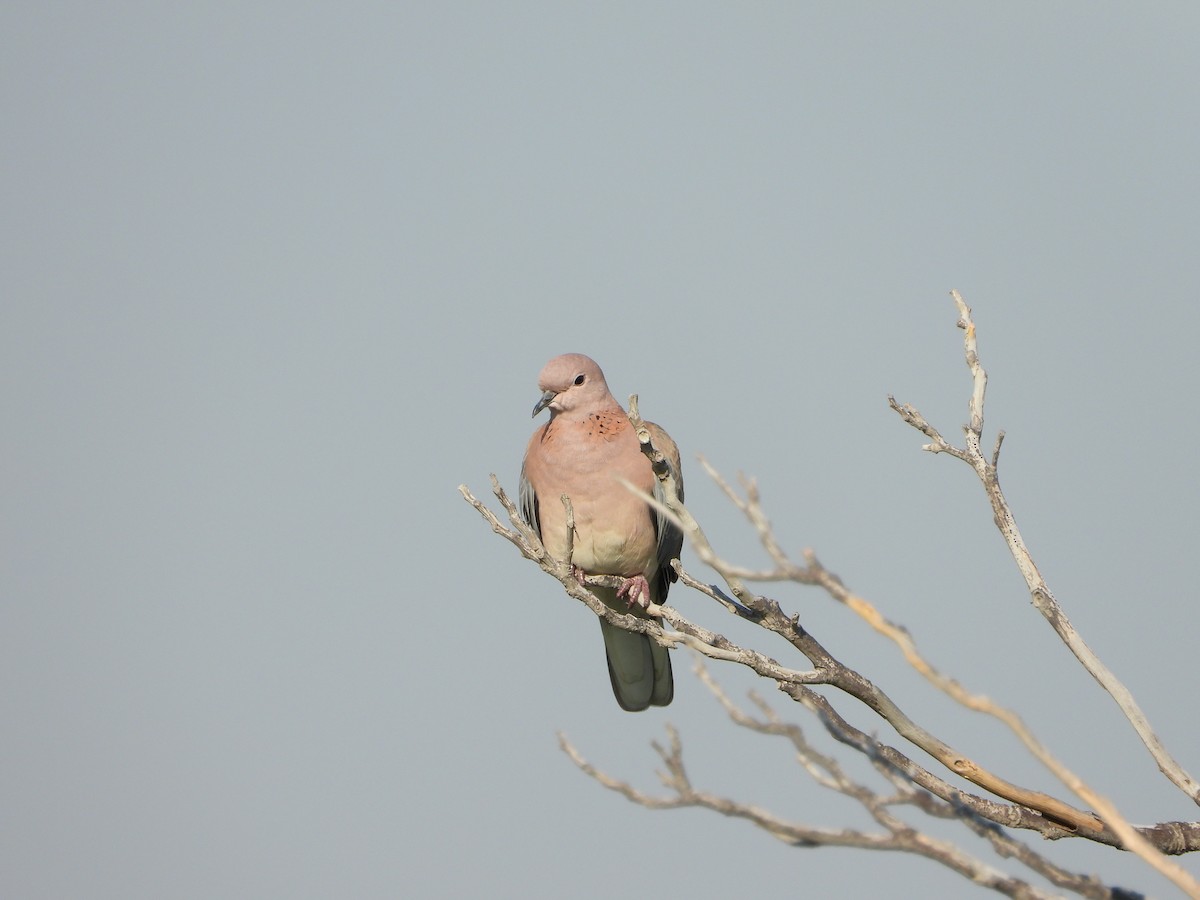 Laughing Dove - ML611909491